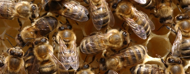 Mehrere Bienen ©DLR